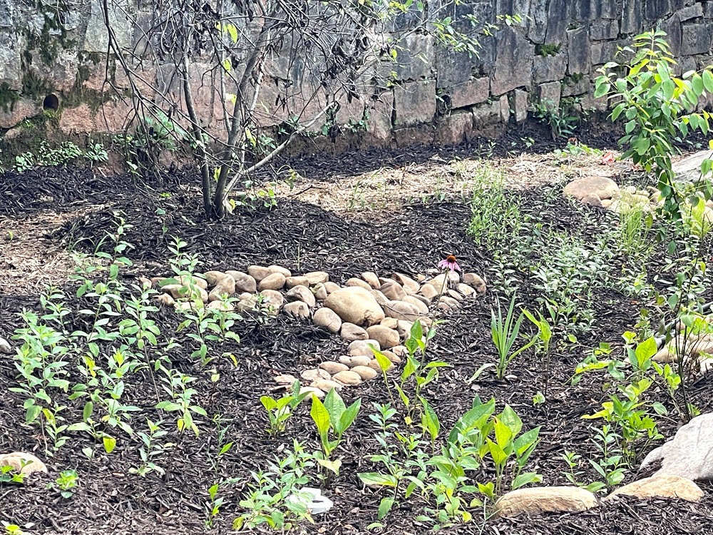 Mulberry Fields Rain Garden